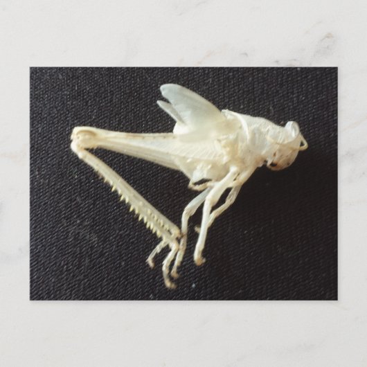 Grasshop 1-opgeleide brainfart briefkaart (Voorkant)