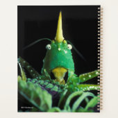 Grasshopper à tête de cône (Dos)