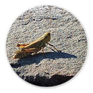 Grasshopper along a grey rock keramische knop