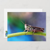 Grasshopper Briefkaart (Voorkant / Achterkant)