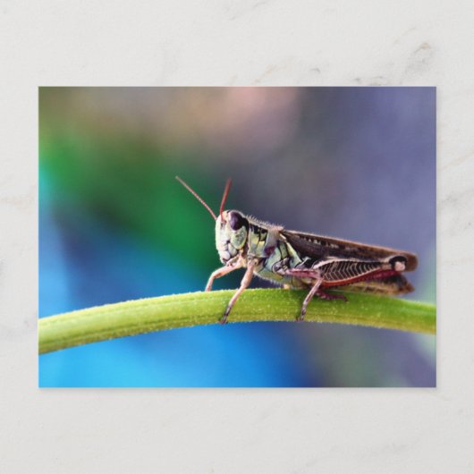 Grasshopper Briefkaart (Voorkant)