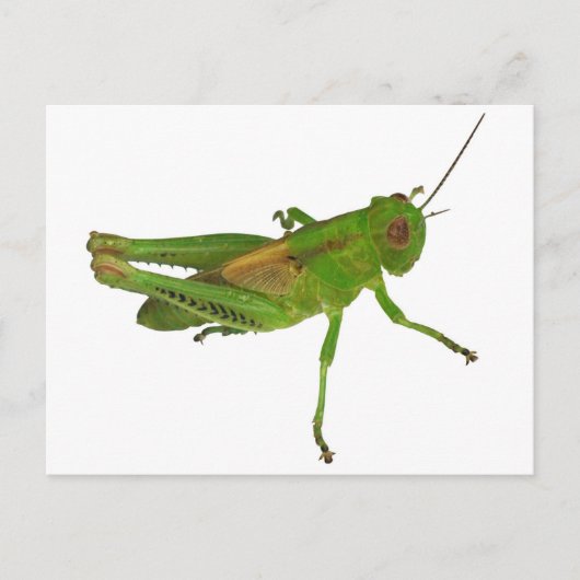 Grasshopper Briefkaart (Voorkant)