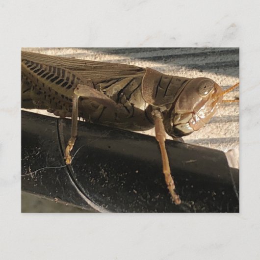 Grasshopper Briefkaart (Voorkant)