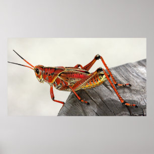 Grasshopper Bug Insect Artwork Photo Poster