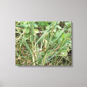 Grasshopper Camouflage Canvas Afdrukken