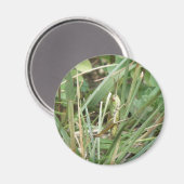 Grasshopper Camouflage Magnet Magneet (Voorkant / Achterkant)