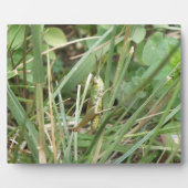 Grasshopper Camouflage Plaque Fotoplaat (Voorkant)