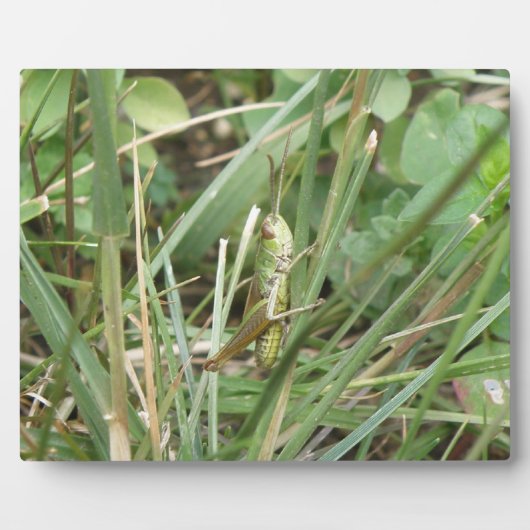 Grasshopper Camouflage Plaque Fotoplaat (Voorkant)