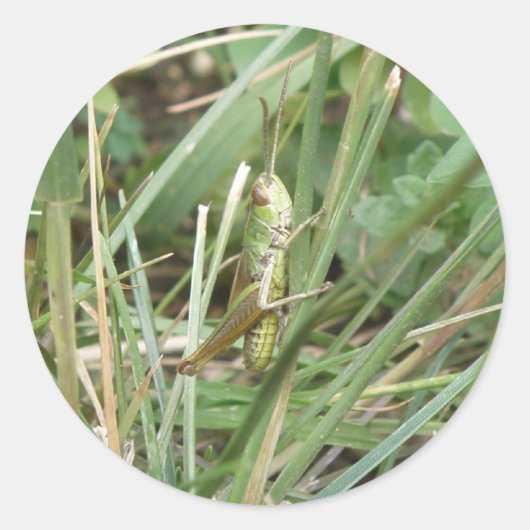 Grasshopper Camouflage Stickers (Voorkant)
