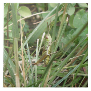 Grasshopper Camouflage Tile Tegeltje