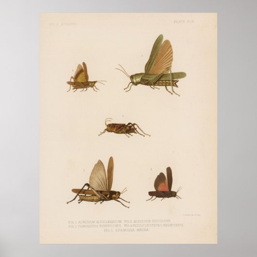  Grasshopper Diagram (1875) Poster (Voorkant)