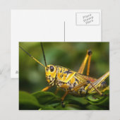 Grasshopper, Everglades National Park, Florida, Briefkaart (Voorkant / Achterkant)