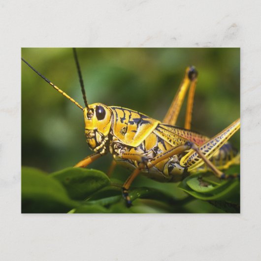 Grasshopper, Everglades National Park, Florida, Briefkaart (Voorkant)