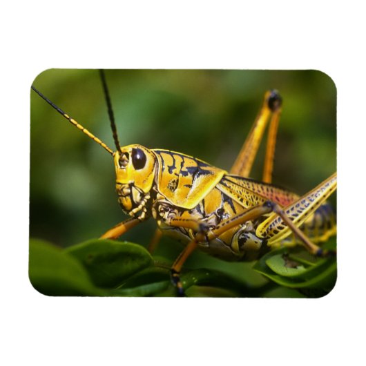 Grasshopper, Everglades National Park, Florida, Magneet (Horizontaal)