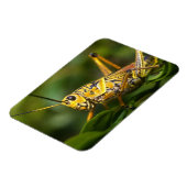 Grasshopper, Everglades National Park, Florida, Magneet (Linkerzijde)