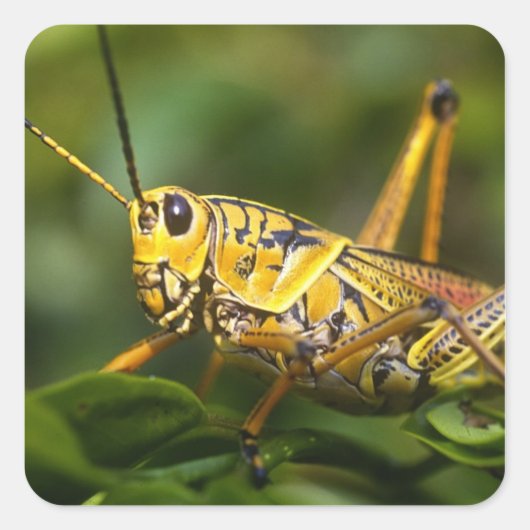 Grasshopper, Everglades National Park, Florida, Vierkante Sticker (Voorkant)