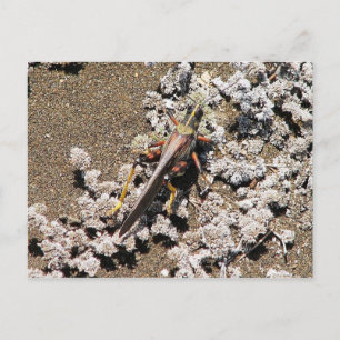 Grasshopper, Isla Bartolome, Galapagos Briefkaart