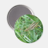 Grasshopper Magnet Magneet (Voorkant / Achterkant)