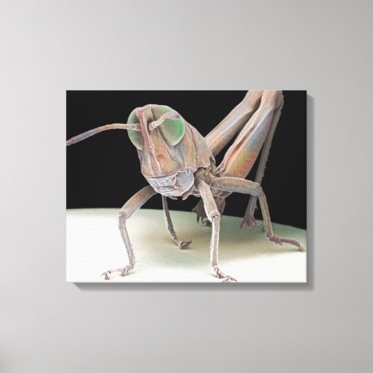Grasshopper nimf canvas afdruk (Voorkant)
