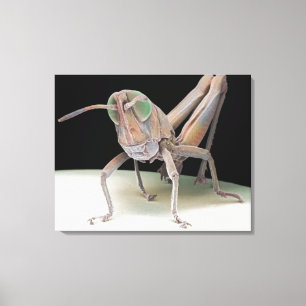 Grasshopper nimf canvas afdruk