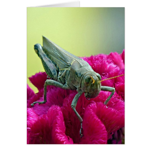 Grasshopper op Cockscomb (Voorkant)