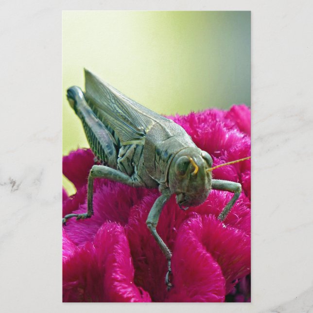 Grasshopper op Cockscomb (Voorkant)