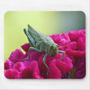 Grasshopper op Cockscomb Muismat
