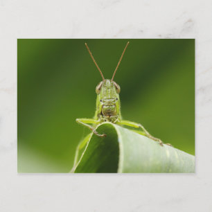 Grasshopper op Leaf, Grasshopper Face Close-up Briefkaart