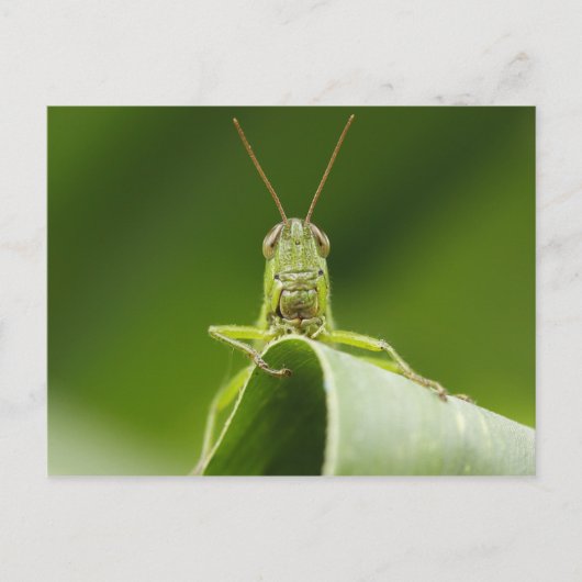Grasshopper op Leaf, Grasshopper Face Close-up Briefkaart (Voorkant)