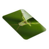 Grasshopper op Leaf, Grasshopper Face Close-up Magneet (Rechterzijde)