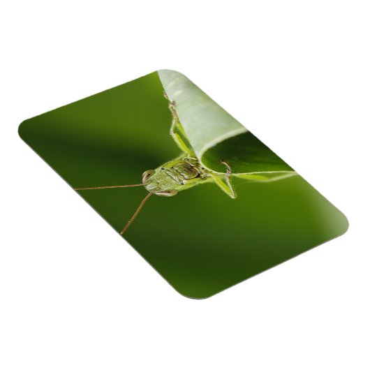 Grasshopper op Leaf, Grasshopper Face Close-up Magneet (Rechterzijde)