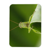 Grasshopper op Leaf, Grasshopper Face Close-up Magneet (Verticaal)
