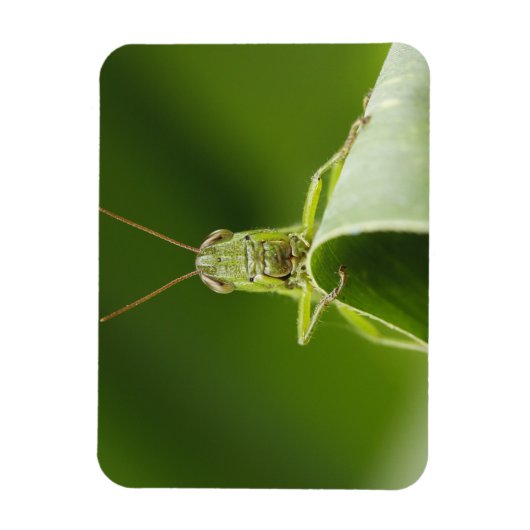Grasshopper op Leaf, Grasshopper Face Close-up Magneet (Verticaal)