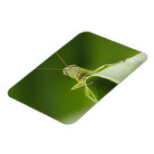 Grasshopper op Leaf, Grasshopper Face Close-up Magneet (Linkerzijde)