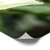 Grasshopper Pair 2 Poster (Hoek)