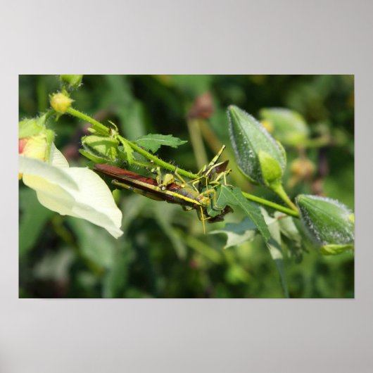 Grasshopper Pair 2 Poster (Voorkant)
