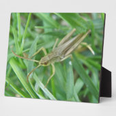 Grasshopper Plaque Fotoplaat (Zijkant)