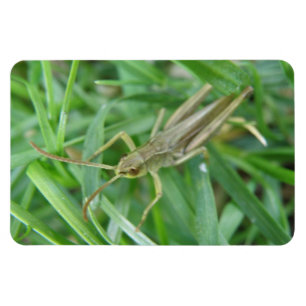 Grasshopper Premium Magnet