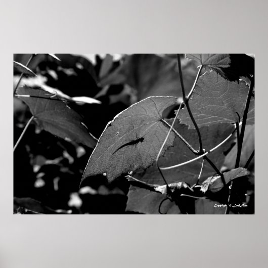 Grasshopper Shadow Poster (Voorkant)