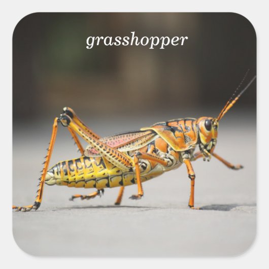 grasshopper vierkante sticker (Voorkant)