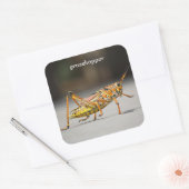 grasshopper vierkante sticker (Envelop)