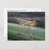 Grasshoppers Briefkaart (Voorkant / Achterkant)