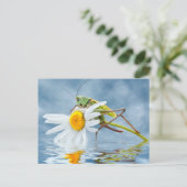 Grasshouper op maisiebloem briefkaart (Staand voorkant)