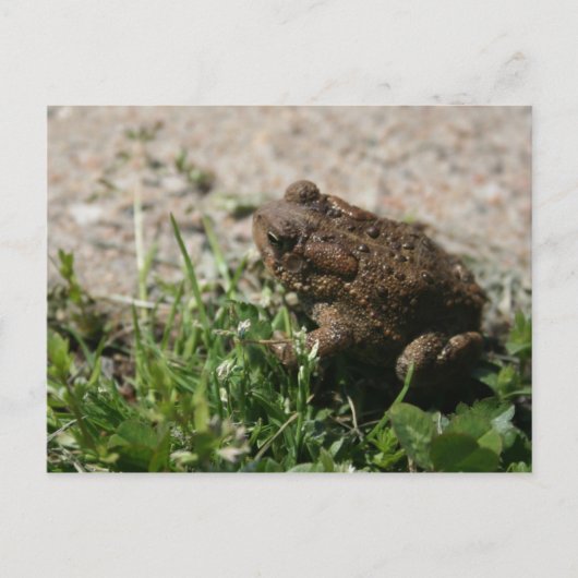 Grassy Frog Briefkaart (Voorkant)