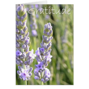 Gratitude