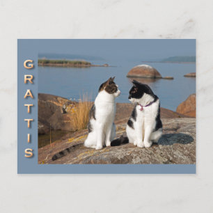 Grattiskort för katter CC0552 Carte postale