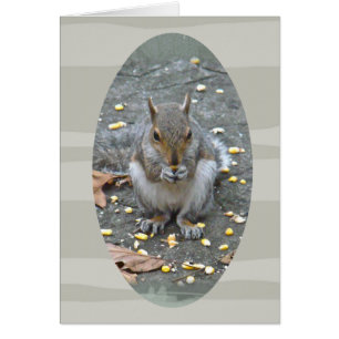 Grauwe eekhoorn reeks