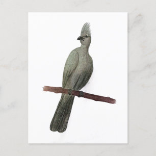Grauwe-go-away vogelpotloodtekening briefkaart
