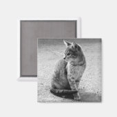 Grauwe kat Magnet Magneet (Voorkant / Achterkant)