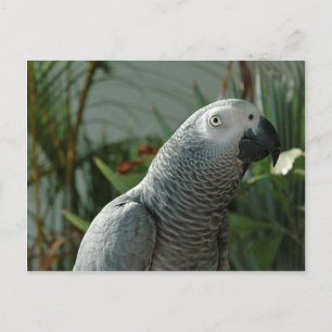 Grauwe papegaai briefkaart